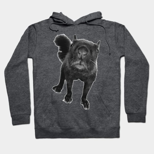 Black Squirrel Hoodie by Tomoyan